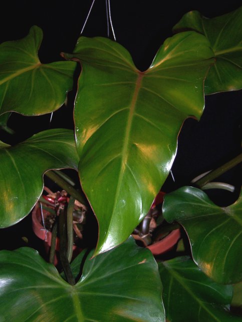 Philodendron erubescens